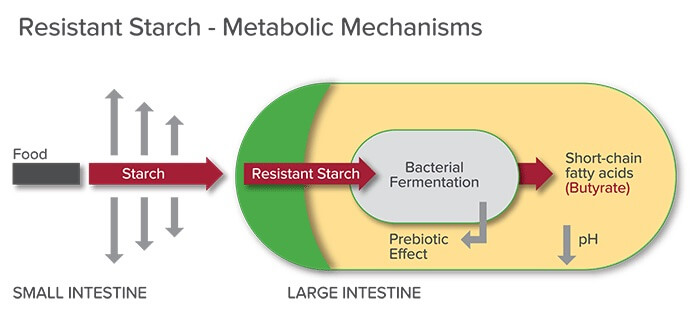 A chart of resistant starch digestion