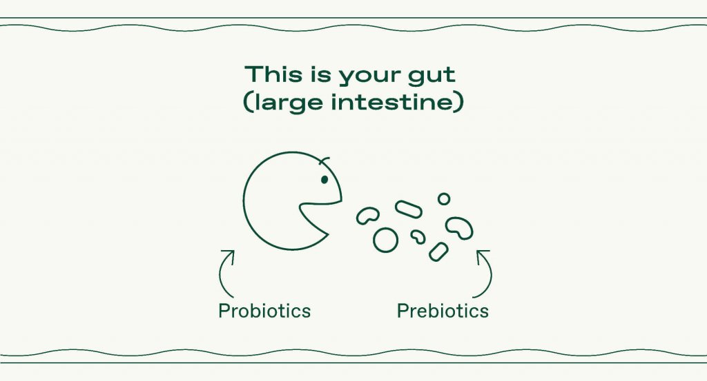 an illustration of prebiotics and probiotics