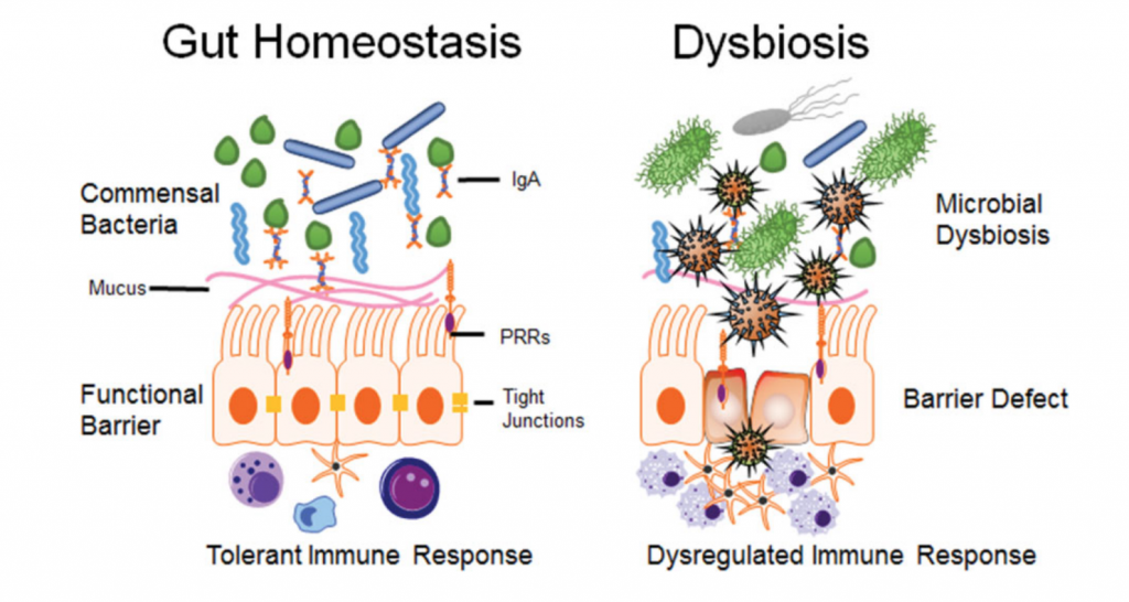 An image of gut homeostasis