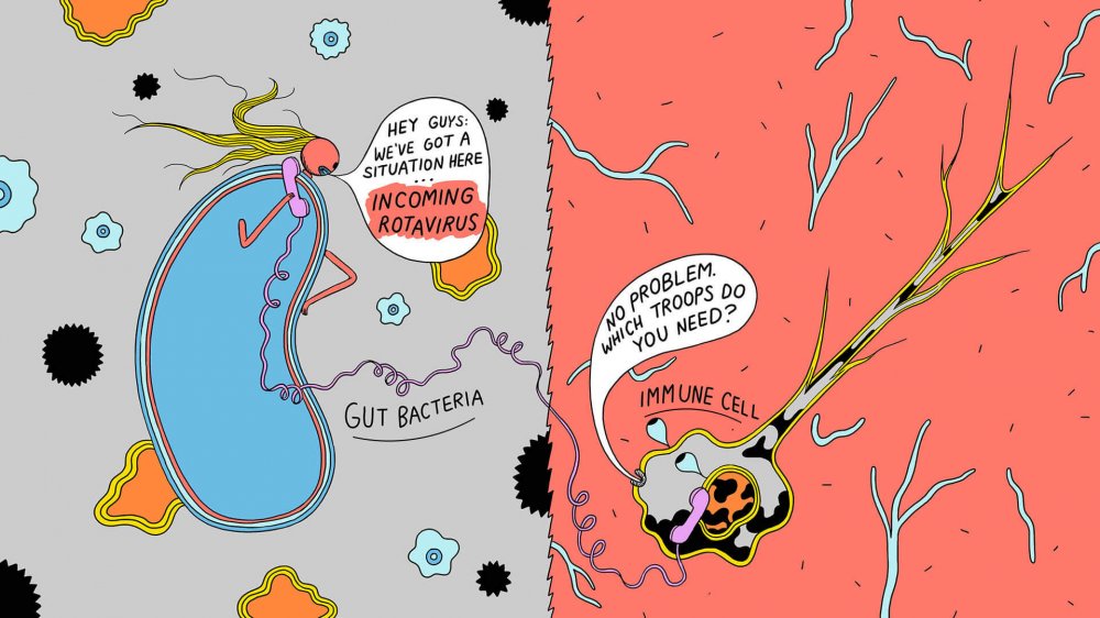 An illustration of an immune cell with gut bacteria